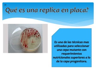 Es una de las técnicas mas
utilizadas para seleccionar
una cepa mutante con
requerimientos
nutricionales superiores a lo
de la cepa progenitora.
31
 