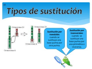 Sustitución por
transición:
cuando se
sustituye una
base purina por
otra purina.
Sustitución por
trasnversion:
cuando se
sustituye una
base purina por
una pirimidina o
viceversa.
33
 