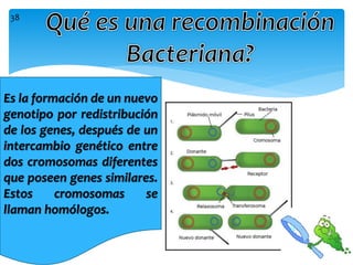 Es la formación de un nuevo
genotipo por redistribución
de los genes, después de un
intercambio genético entre
dos cromosomas diferentes
que poseen genes similares.
Estos cromosomas se
llaman homólogos.
38
 