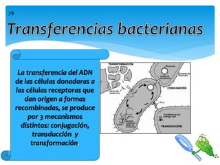 La transferencia del ADN
de las células donadoras a
las células receptoras que
dan origen a formas
recombinadas, se produce
por 3 mecanismos
distintos: conjugación,
transducción y
transformación.
39
 