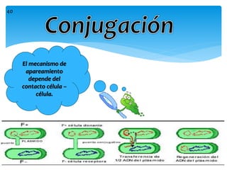 El mecanismo de
apareamiento
depende del
contacto célula –
célula.
40
 