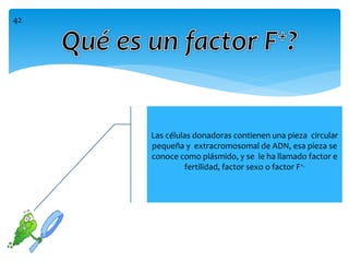 Las células donadoras contienen una pieza circular
pequeña y extracromosomal de ADN, esa pieza se
conoce como plásmido, y se le ha llamado factor e
fertilidad, factor sexo o factor F+.
42
 