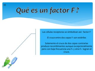 Las células receptoras se simbolizan así: factor F-
El cruce entre dos cepas f- son estériles
Solamente el cruce de dos cepas contrarias
produce recombinantes aunque excepcionalmente
pero con baja frecuencia una f+ y otra f+ logran el
cruce.
43
 