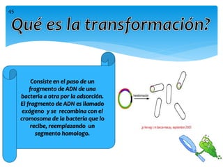 Consiste en el paso de un
fragmento de ADN de una
bacteria a otra por la adsorción.
El fragmento de ADN es llamado
exógeno y se recombina con el
cromosoma de la bacteria que lo
recibe, reemplazando un
segmento homologo.
45
 
