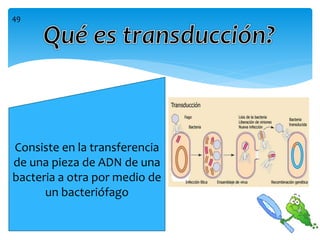 Consiste en la transferencia
de una pieza de ADN de una
bacteria a otra por medio de
un bacteriófago
49
 