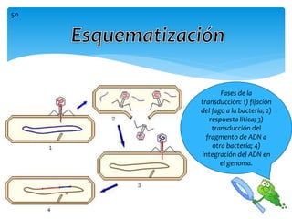 Fases de la
transducción: 1) fijación
del fago a la bacteria; 2)
respuesta lítica; 3)
transducción del
fragmento de ADN a
otra bacteria; 4)
integración del ADN en
el genoma.
50
 