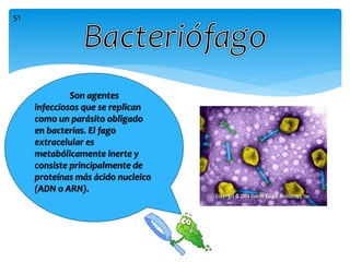 Son agentes
infecciosos que se replican
como un parásito obligado
en bacterias. El fago
extracelular es
metabólicamente inerte y
consiste principalmente de
proteínas más ácido nucleico
(ADN o ARN).
51
 