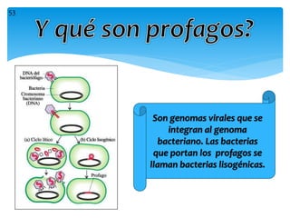 Son genomas virales que se
integran al genoma
bacteriano. Las bacterias
que portan los profagos se
llaman bacterias lisogénicas.
53
 