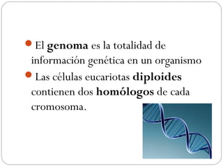 El genoma es la totalidad de
información genética en un organismo
Las células eucariotas diploides
contienen dos homólogos de cada
cromosoma.
 
