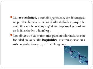 Las mutaciones, o cambios genéticos, con frecuencia
no pueden detectarse en las células diploides porque la
contribución de una copia génica compensa los cambios
en la función de su homólogo
Los efectos de las mutaciones pueden diferenciarse con
facilidad en las células haploides, que transportan una
sola copia de la mayor parte de los genes
 
