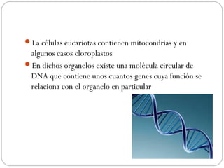 La células eucariotas contienen mitocondrias y en
algunos casos cloroplastos
En dichos organelos existe una molécula circular de
DNA que contiene unos cuantos genes cuya función se
relaciona con el organelo en particular
 