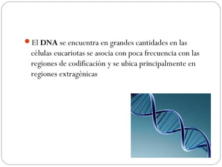 El DNA se encuentra en grandes cantidades en las
células eucariotas se asocia con poca frecuencia con las
regiones de codificación y se ubica principalmente en
regiones extragénicas
 