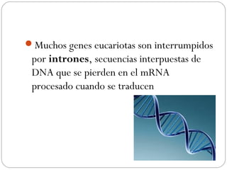 Muchos genes eucariotas son interrumpidos
por intrones, secuencias interpuestas de
DNA que se pierden en el mRNA
procesado cuando se traducen
 