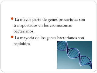 La mayor parte de genes procariotas son
transportados en los cromosomas
bacterianos.
La mayoria de los genes bacterianos son
haploides
 