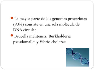 La mayor parte de los genomas procariotas
(90%) consiste en una sola molécula de
DNA circular
Brucella melitensis, Burkholderia
pseudomallei y Vibrio cholerae
 