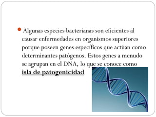 Algunas especies bacterianas son eficientes al
causar enfermedades en organismos superiores
porque poseen genes específicos que actúan como
determinantes patógenos. Estos genes a menudo
se agrupan en el DNA, lo que se conoce como
isla de patogenicidad
 