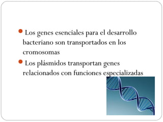 Los genes esenciales para el desarrollo
bacteriano son transportados en los
cromosomas
Los plásmidos transportan genes
relacionados con funciones especializadas
 