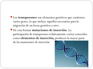 Los transposones son elementos genéticos que contienen
varios genes, lo que incluye aquellos necesarios para la
migración de un locus genético a otro.
De esta formar mutaciones de inserción. La
participación de transposones relativamente cortos conocidos
como elementos de inserción, producen la mayor parte
de las mutaciones de inserción
 