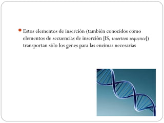 Estos elementos de inserción (también conocidos como
elementos de secuencias de inserción [IS, insertion sequence])
transportan sólo los genes para las enzimas necesarias
 