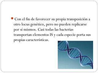 Con el fin de favorecer su propia transposición a
otro locus genético, pero no pueden replicarse
por sí mismos. Casi todas las bacterias
transportan elementos IS y cada especie porta sus
propias características.
 
