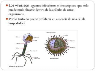 Los virus son  agentes infecciosos microscópicos  que sólo
puede multiplicarse dentro de las células de otros
organismos.
Por lo tanto no puede proliferar en ausencia de una célula
hospedadora
 