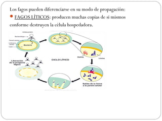 Los fagos pueden diferenciarse en su modo de propagación:
FAGOS LÍTICOS: producen muchas copias de si mismos
conforme destruyen la célula hospedadora.
 