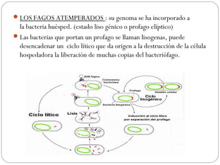 LOS FAGOS ATEMPERADOS : su genoma se ha incorporado a
la bacteria huésped. (estado liso génico o profago elíptico)
Las bacterias que portan un profago se llaman lisogenas, puede
desencadenar un ciclo lítico que da origen a la destrucción de la célula
hospedadora la liberación de muchas copias del bacteriófago.
 