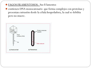 FAGOS FILAMENTOSOS: Sus fi lamentos
contienen DNA monocatenario que forma complejos con proteínas y
presentan extrusión desde la célula hospedadora, la cual se debilita
pero no muere.
 