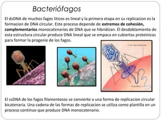 Bacteriófagos
El dsDNA de muchos fagos liticos es lineal y la primera etapa en su replicacion es la
formacion de DNA circular. Este proceso depende de extremos de cohesión,
complementarios monocatenarios de DNA que se hibridizan. El desdoblamiento de
esta estructura circular produce DNA lineal que se empaca en cubiertas proteinicas
para formar la progenie de los fagos.
El ssDNA de los fagos filamentosos se convierte a una forma de replicacion circular
bicatenaria. Una cadena de las formas de replicacion se utiliza como plantilla en un
proceso continuo que produce DNA monocatenario.
 