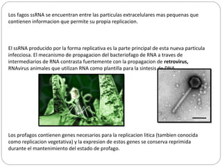 Los fagos ssRNA se encuentran entre las particulas extracelulares mas pequenas que
contienen informacion que permite su propia replicacion.
El ssRNA producido por la forma replicativa es la parte principal de esta nueva particula
infecciosa. El mecanismo de propagacion del bacteriofago de RNA a traves de
intermediarios de RNA contrasta fuertemente con la propagacion de retrovirus,
RNAvirus animales que utilizan RNA como plantilla para la sintesis de DNA.
Los profagos contienen genes necesarios para la replicacion litica (tambien conocida
como replicacion vegetativa) y la expresion de estos genes se conserva reprimida
durante el mantenimiento del estado de profago.
 