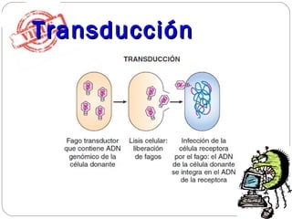 TransducciónTransducción
 