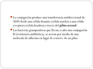 La conjugación produce una transferencia unidireccional de
ADN desde una célula donante (célula macho) a una célula
receptora (célula hembra) a través del pilus sexual.
Las bacterias grampositivas que llevan a cabo una conjugación
R (resistencia antibiótica), se aceran por medio de una
molécula de adhesina en lugar de a través de un pilus.
 