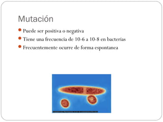Mutación
Puede ser positiva o negativa
Tiene una frecuencia de 10-6 a 10-8 en bacterias
Frecuentemente ocurre de forma espontanea
 