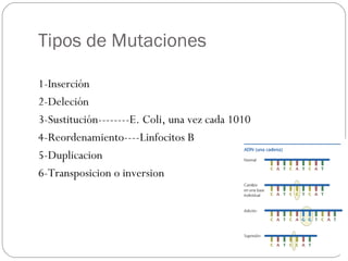 Tipos de Mutaciones
1-Inserción
2-Deleción
3-Sustitución--------E. Coli, una vez cada 1010
4-Reordenamiento----Linfocitos B
5-Duplicacion
6-Transposicion o inversion
 