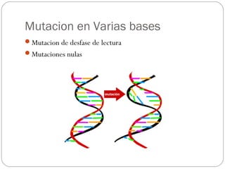 Mutacion en Varias bases
Mutacion de desfase de lectura
Mutaciones nulas
 