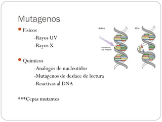 Mutagenos
Fisicos
-Rayos UV
-Rayos X
Quimicos
-Analogos de nucleotidos
-Mutagenos de desface de lectura
-Reactivas al DNA
***Cepas mutantes
 