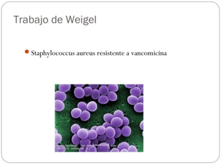 Trabajo de Weigel
Staphylococcus aureus resistente a vancomicina
 