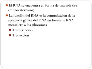 El RNA se encuentra en forma de una sola tira
(monocaternario)
La función del RNA es la comunicación de la
secuencia génica del DNA en forma de RNA
mensajero a los ribosomas
Transcripción
Traducción
 