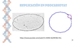 10
REPLICACIÓN EN PROCARIOTAS
https://www.youtube.com/watch?v=WtRA-NsERKY&t=91s
 