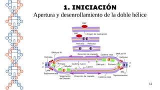 11
1. INICIACIÓN
Apertura y desenrollamiento de la doble hélice
 