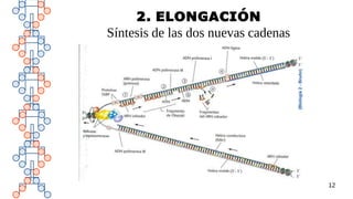12
2. ELONGACIÓN
Síntesis de las dos nuevas cadenas
 
