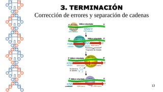 13
3. TERMINACIÓN
Corrección de errores y separación de cadenas
 