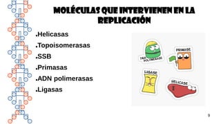 9
MOLÉCULAS QUE INTERVIENEN EN LA
REPLICACIÓN
●Helicasas
●Topoisomerasas
●SSB
●Primasas
●ADN polimerasas
●Ligasas
 