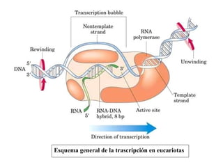 Esquema general de la trascripción en eucariotas 