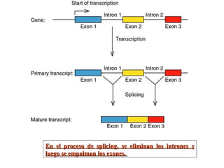 En el proceso de splicing, se eliminan los intrones y luego se empalman los exones.  