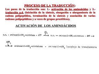 PROCESO DE LA TRADUCCIÓN :  Los pasos de la traducción son: 1.-  activación de los aminoácidos  y 2.-  traducción p.d.  (iniciación de la síntesis, elongación o alargamiento de la cadena polipeptídica, terminación de la síntesis y asociación de varias cadenas polipeptídicas y a veces de grupos prostéticos).  ACTIVACIÓN DE  LOS AMINOÁCIDOS 