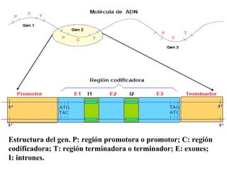 Estructura del gen. P: región promotora o promotor; C: región codificadora; T: región terminadora o terminador; E: exones;  I: intrones. 