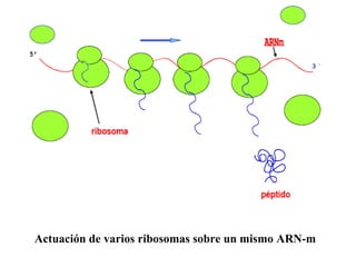 Actuación de varios ribosomas sobre un mismo ARN-m   