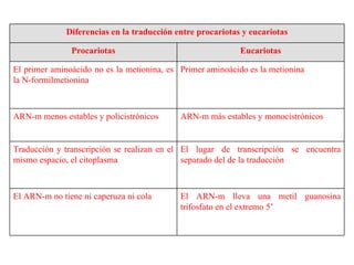 El ARN-m lleva una metil guanosina trifosfato en el extremo 5’ El ARN-m no tiene ni caperuza ni cola El lugar de transcripción se encuentra separado del de la traducción Traducción y transcripción se realizan en el mismo espacio, el citoplasma ARN-m más estables y monocistrónicos ARN-m menos estables y policistrónicos Primer aminoácido es la metionina El primer aminoácido no es la metionina, es la N-formilmetionina Eucariotas Procariotas Diferencias en la traducción entre procariotas y eucariotas 