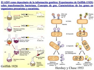 El ADN como depositario de la información genética: Experimentos de Griffith (1928) sobre transformación bacteriana. Concepto de gen. Características de los genes en organismos procariotas y eucariotas. Griffith 1928 Hershey y Chase 1953 